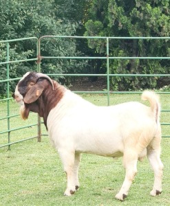 LOT 14 1 X BOERBOK RAM PIETER BEZUIDENHOUT BOERBOKSTOET - STOET/STUD