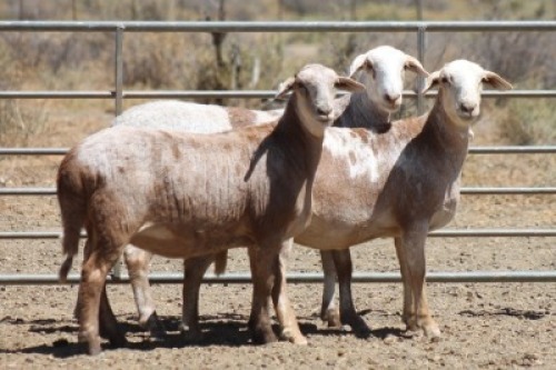 3X MEATMASTER OOI/EWE BIETOU MEATMASTERS (Pay per Animal)