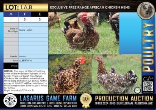 5X Exclusive Free Range African Chicken hens Lasarus Game Farm (Pay per Animal)