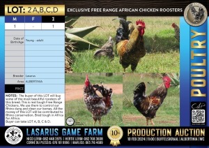 1X Exclusive Free Range African Chicken roosters Lasarus Game Farm