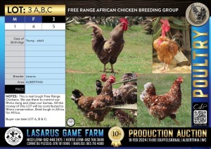 5X Free Range African Chicken breeding group (1M+4F) Lasarus Game Farm (Pay per Animal)