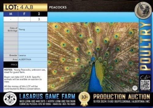 3X Peacocks Lasarus Game Farm (Pay per Animal)