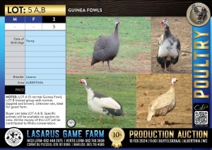 5X Guinea Fowls Lasarus Game Farm (Pay per Animal)