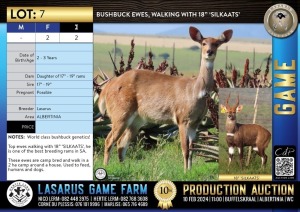 2X Bushbuck ewes, walking with 18" 'SILKAATS' Lasarus Game Farm (Pay per Animal)