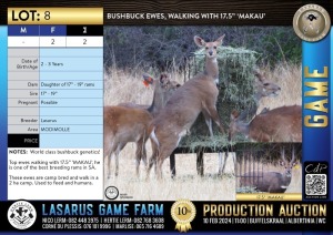 2X Bushbuck ewes, walking with 17.5" 'MAKAU' Lasarus Game Farm (Pay per Animal)