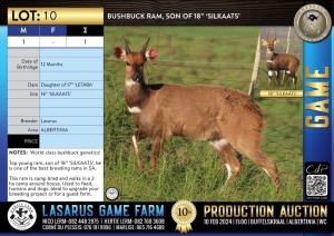 1X Bushbuck ram, son of 18" 'SILKAATS' Lasarus Game Farm