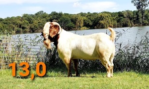 LOT 13 1 X BOERBOK RAM GREYLING BOERBOKSTOET KUDDE/FLOCK