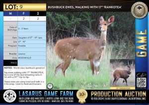 2X Bushbuck ewes, walking with 17" 'RANKOTEA' Lasarus Game Farm (Pay per Animal)