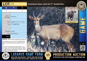 1X Bushbuck ram, son of 17'' 'RANKOTEA' Lasarus Game Farm