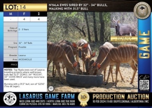 4X Nyala ewes sired by 32" - 34" bulls, walking with 31.5" bull Lasarus Game Farm (Pay per Animal)
