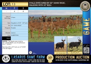 4X Nyala ewes sired by 33" 'JOHN WICK', walking with 32" bull Lasarus Game Farm (Pay per Animal)