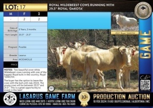 2X Royal Wildebeest cows running with 29.5" Royal 'DAKOTA' Lasarus Game Farm (Pay per Animal)