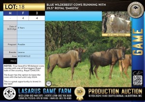 4X Blue Wildebeest cows running with 29.5" Royal 'DAKOTA' Lasarus Game Farm (Pay per Animal)