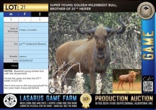 1X Super young Golden Wildebeest bull, brother of 25"+ heifer Lasarus Game Farm