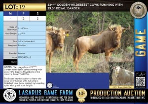 2X 23 6/8" Golden Wildebeest cows running with 29.5" Royal 'DAKOTA' Lasarus Game Farm (Pay per Animal)