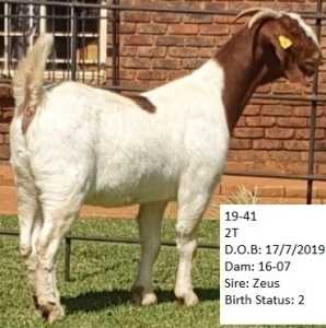 LOT 104 1 X BOERBOK OOI/EWE KLIPFONTEIN BOERBOKSTOET To be confirmed - KUDDE/FLOCK