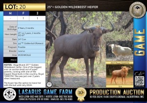 1X 25"+ Golden Wildebeest heifer Lasarus Game Farm