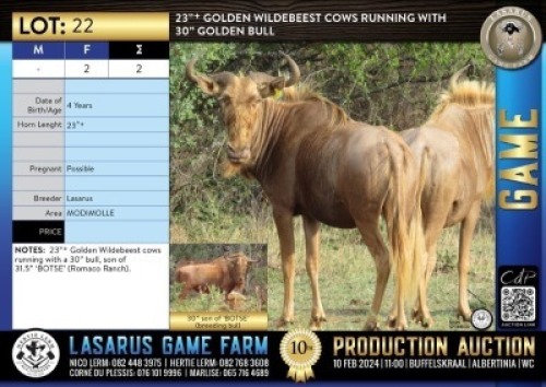 2X 23"+ Golden Wildebeest cows running with 30" Golden bull Lasarus Game Farm (Pay per Animal)