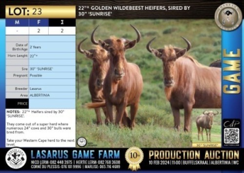 2X 22"+ Golden Wildebeest heifers, sired by 30" 'SUNRISE' Lasarus Game Farm (Pay per Animal)