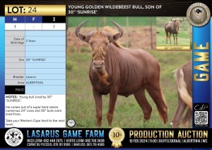 1X Young Golden Wildebeest bull, son of 30" 'SUNRISE' Lasarus Game Farm