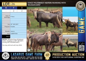 2X Kings Wildebeest heifers, running with 'KILIMANJARO' Lasarus Game Farm (Pay per Animal)