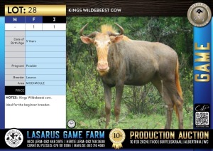 2X Kings Wildebeest cows Lasarus Game Farm