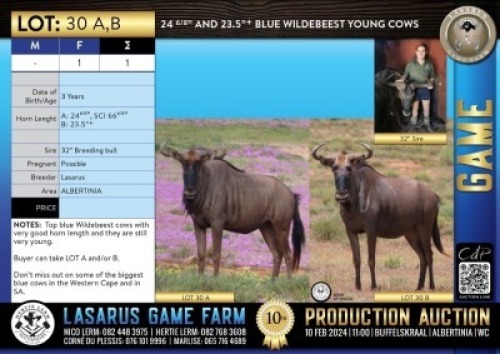 1X 23.5"+ Blue Wildebeest young cow Lasarus Game Farm