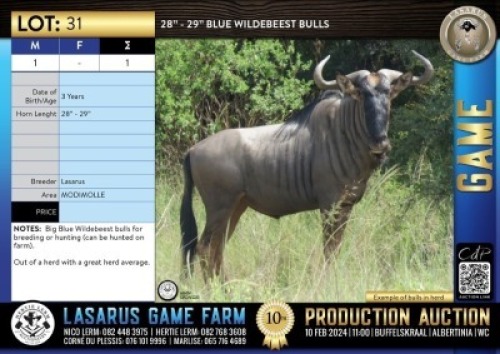1X 28" - 29" Blue Wildebeest bull Lasarus Game Farm