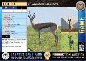 3X 10"+ Kalahari Springbuck ewes Lasarus Game Farm