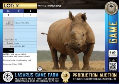 1X White Rhino bull Indalu