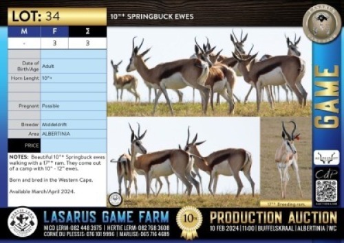 3X 10"+ Springbuck ewes Middeldrift