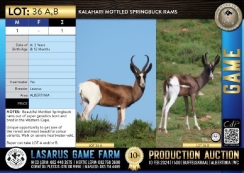 1X Kalahari Mottled Springbuck ram Lasarus Game Farm