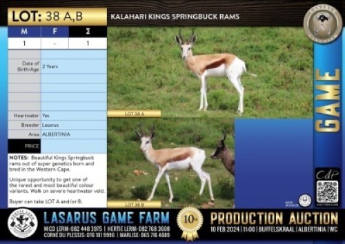 1X Kalahari Kings Springbuck ram Lasarus Game Farm