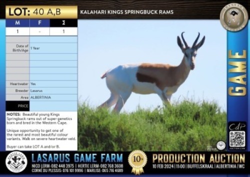 1X Kalahari Kings Springbuck ram Lasarus Game Farm