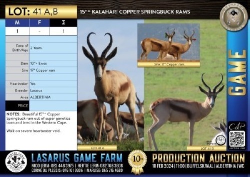 1X 15"+ Kalahari Copper Springbuck ram Lasarus Game Farm