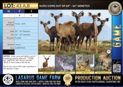 4X Kudu cows out of 60"- 64" genetics Lasarus Game Farm (Pay per Animal)