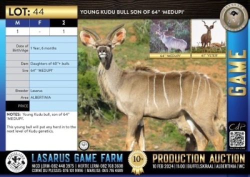 1X Young Kudu bull son of 64" 'MEDUPI' Lasarus Game Farm