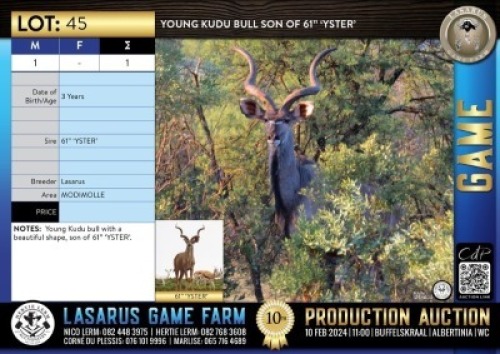 1X Young Kudu bull son of 61" 'YSTER' Lasarus Game Farm