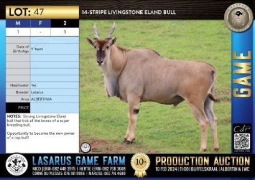 1X 14-stripe Livingstone Eland bull Lasarus Game Farm