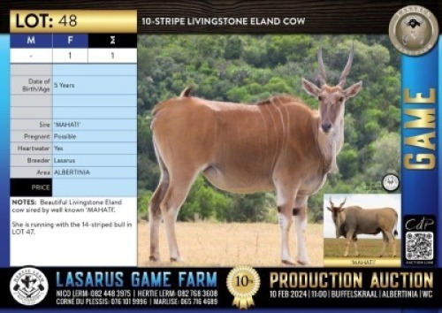 1X 10-stripe Livingstone Eland cow Lasarus Game Farm