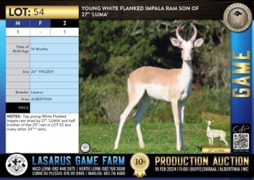 1X Young white flanked Impala ram son of 27" 'LUMA' Lasarus Game Farm