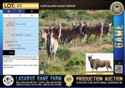 4X Cape Eland family group Lasarus Game Farm (Pay per Animal)