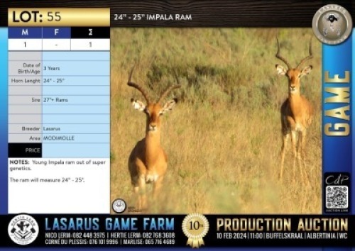 1X 24"-25" Impala ram Lasarus Game Farm