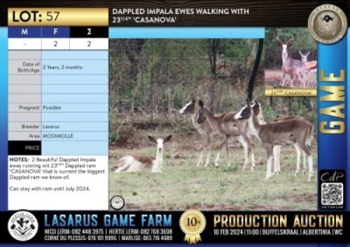 2X Dappled Impala ewes walking with 23 1/4 'CASANOVA' Lasarus Game Farm (Pay per Animal)