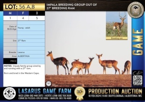 5X Impala breeding group out of 27" breeding ram Lasarus Game Farm (Pay per Animal)
