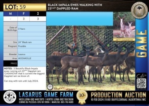 3X Black Impala ewes walking with 23 1/4" dappled ram Lasarus Game Farm
