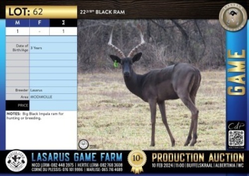 1X 22 2/8" Black ram Lasarus Game Farm