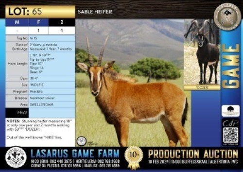 1X Sable heifer Melkhout Rivier