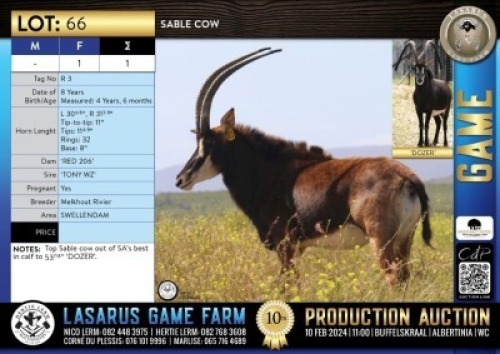 1X Sable cow Melkhout Rivier