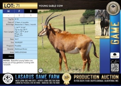 1X Young Sable cow Melkhout Rivier